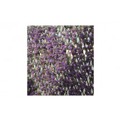 CELOSIA EXTENSIBLE MIMBRE...